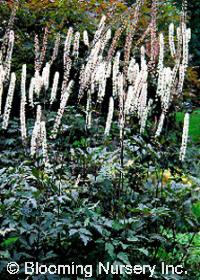 Cimicifuga simplex 'Brunette'